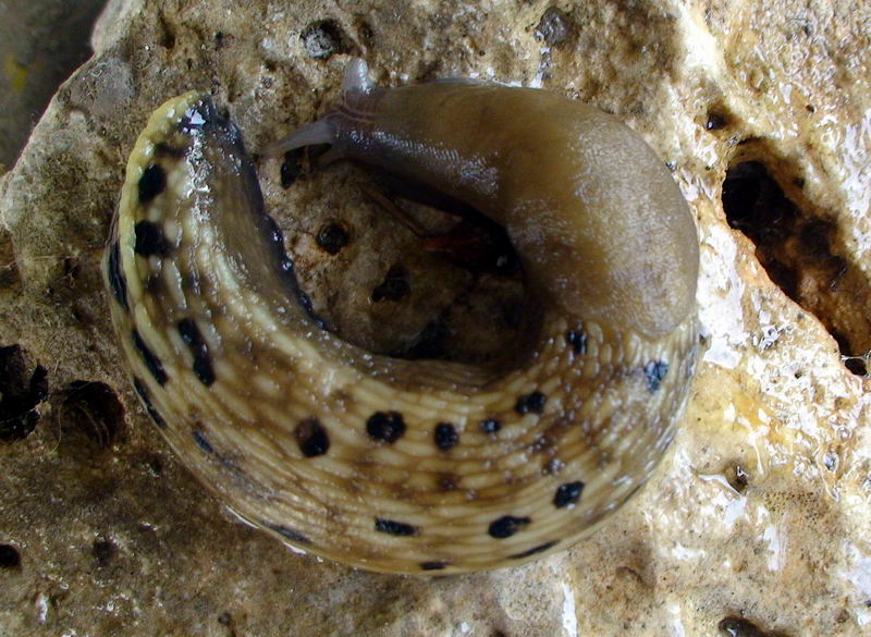 Limax grigio + Limax aldrovandi Moquin-Tandon 1855 degli Apuane